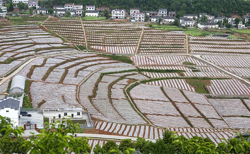 拍摄地点 湖北省竹山县擂鼓镇擂鼓村 拍摄时间 2014-05-01 作品