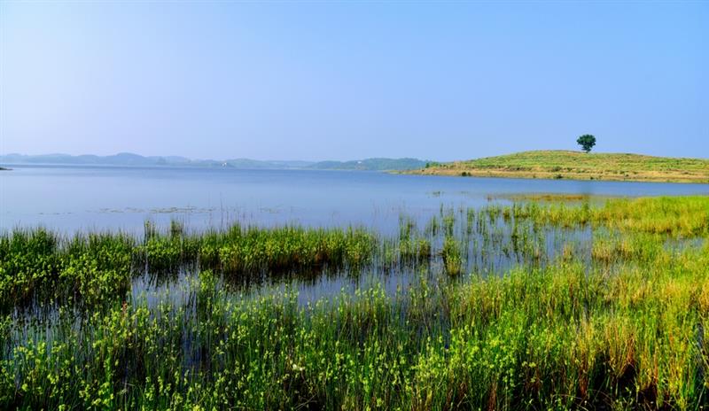 作品名称: 湿地  作品描述: 湖北省金沙湖国家湿地公园,位于红安县