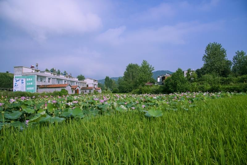 拍摄地点 麻城市乘马岗镇王家堂村 拍摄时间 2015-08-16 作品