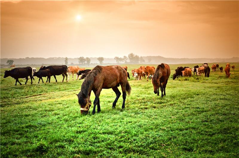 湿地大草原常年有几千头牛在上面牧养,有着浓郁的"风吹草低见牛羊"