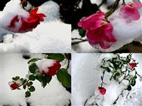 雪地玫瑰