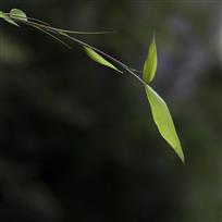 清风竹影