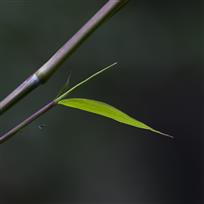一叶竹影