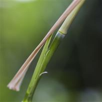 竹新芽