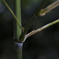 一枝开