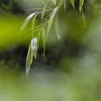 绿夏