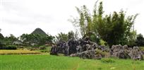《田间》