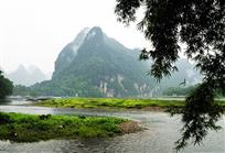 《阳朔竹影》
