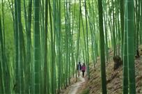 竹林里的爱