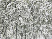 不畏风雪