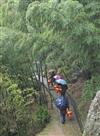 竹丛小路