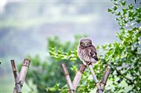 小歇