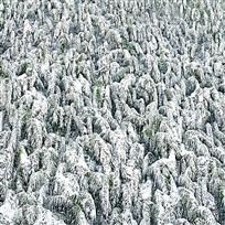 雪韵