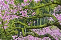竹乡花韵