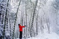 雪韵