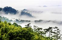 竹海.雾海