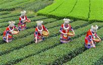 采茶时节