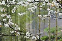 花竹韵