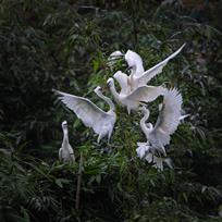 《竹林间的爱》