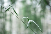 雪竹