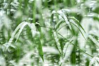 雪竹