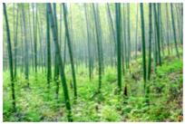雨后春笋