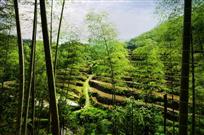 春满古道