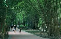 畅游竹园