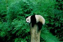 熊猫与竹