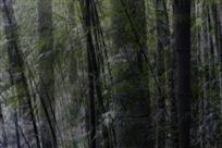 竹林