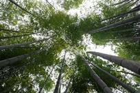 挺拔