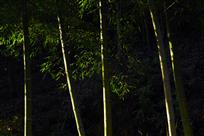 夕照翠竹
