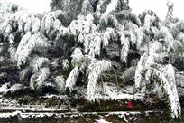 雪韵