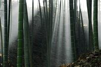 竹林神光