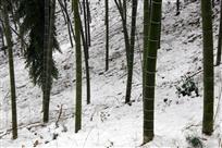 竹林雪韵
