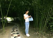 《竹林清丽》