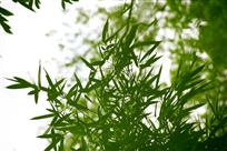 《青竹翠叶惹人醉》