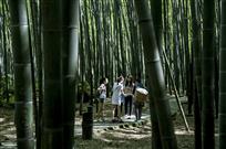 竹林深处
