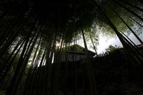 傍竹而居
