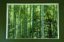 清幽竹林