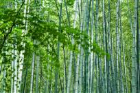 清幽竹林