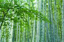 清幽竹林