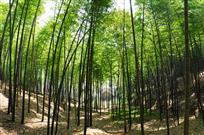 《竹林深处有人家》