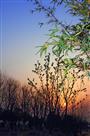 夕晖映竹