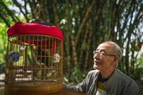 老人与鸟