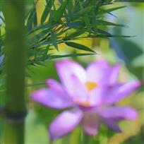 《清风亮节》