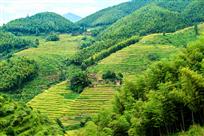高山竹林