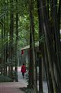 竹林人家