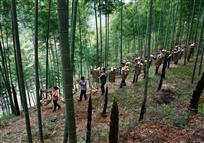 《鲜笋下山》