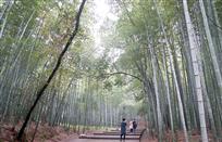 竹林留影